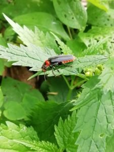 Coleotteri cantaridi