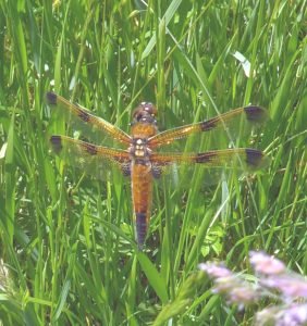 Libellula quadrimacchiata