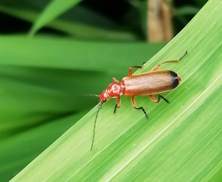 Coleotteri cantaridi