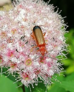 Coleotteri cantaridi