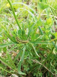Zigena della filipendula