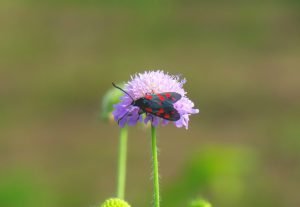zigena della filipendula