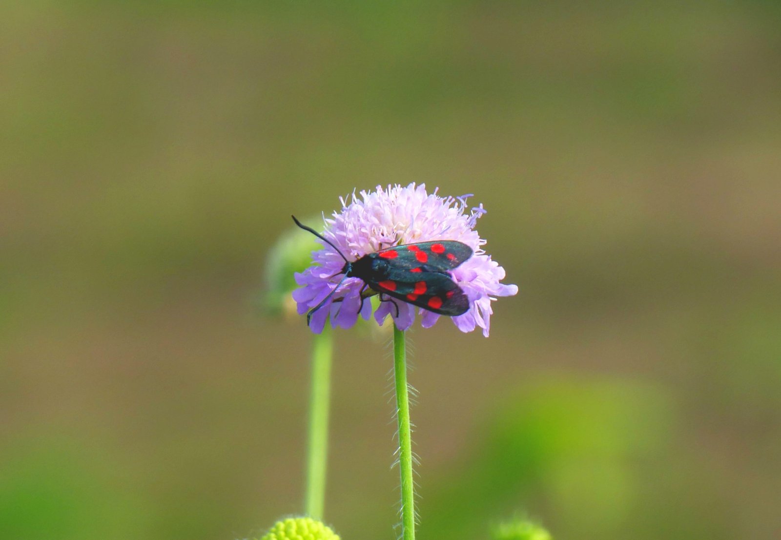 zigena della filipendula