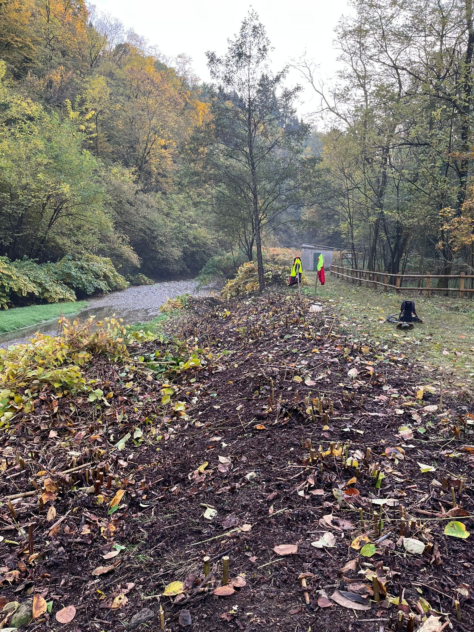 Torrente Quadronna - Contrasto Reynoutria sp.