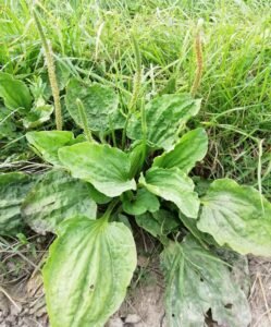 Piantaggine maggiore