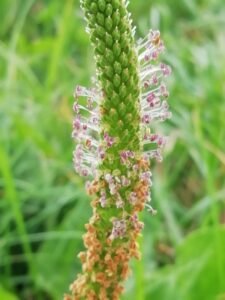 Piantaggine maggiore