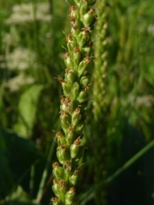 Piantaggine maggiore