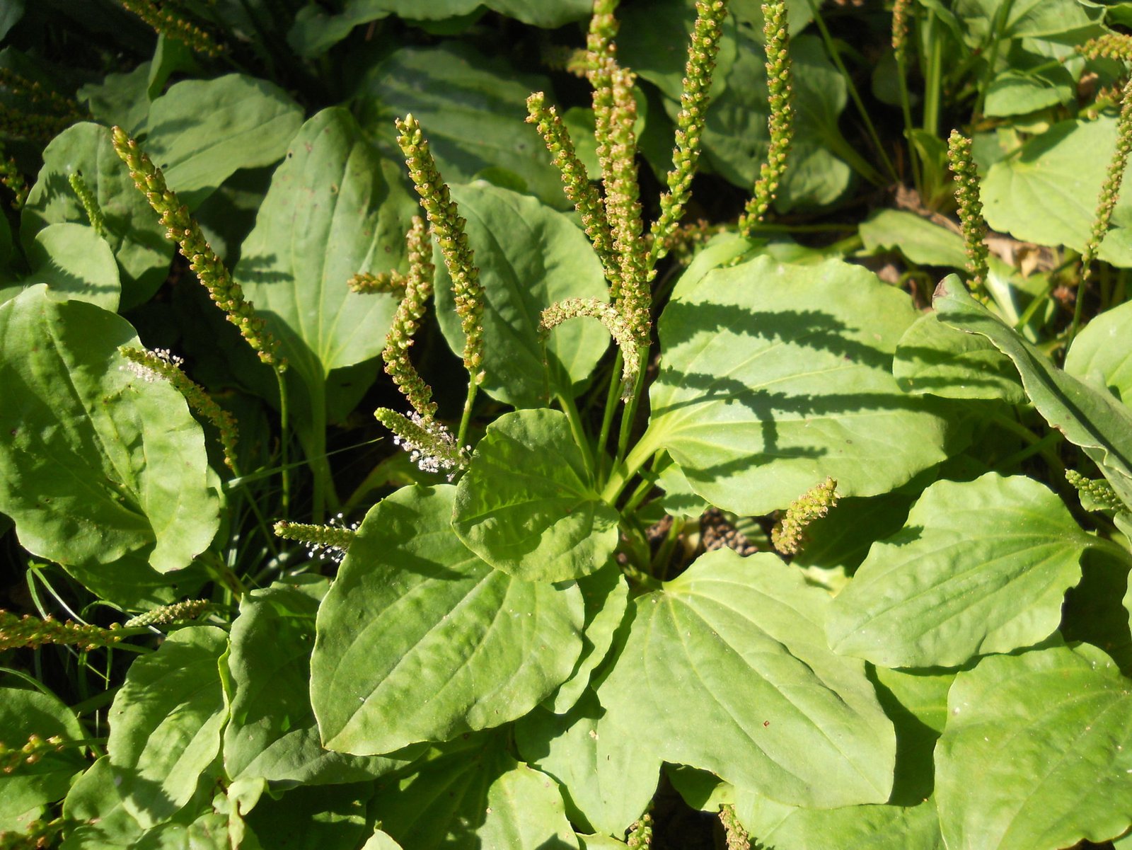 piantaggine maggiore