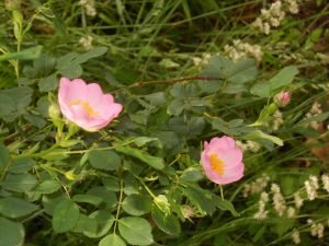 rosa canina