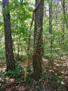 Sentiero della magia del bosco