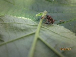 balanino della nocciola