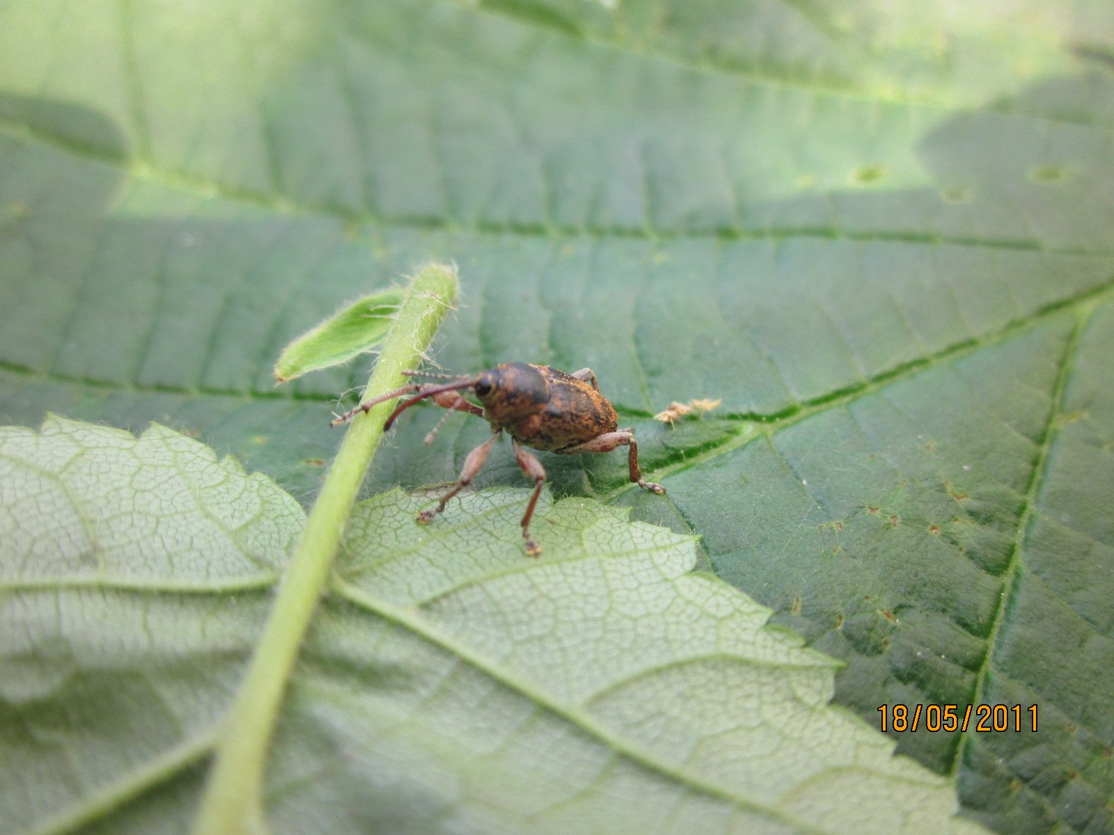 balanino della nocciola