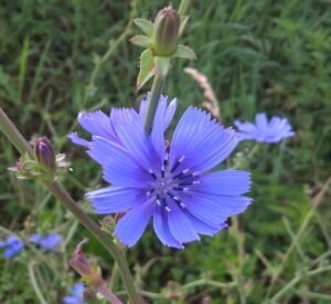 Cicoria selvatica