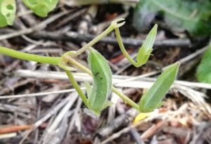 Acetosella di Dillenius