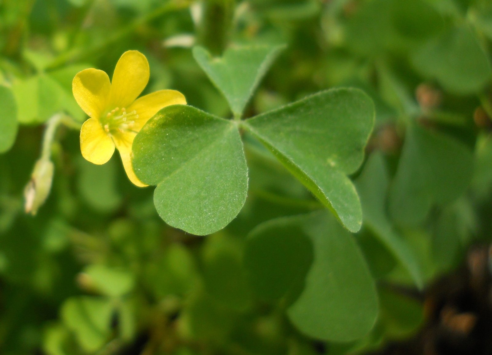 Acetosella di Dillenius