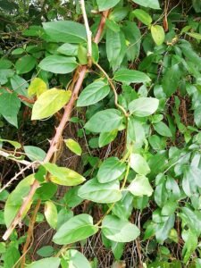 Caprifoglio giapponese