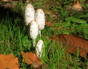 Fungo dell'inchiostro