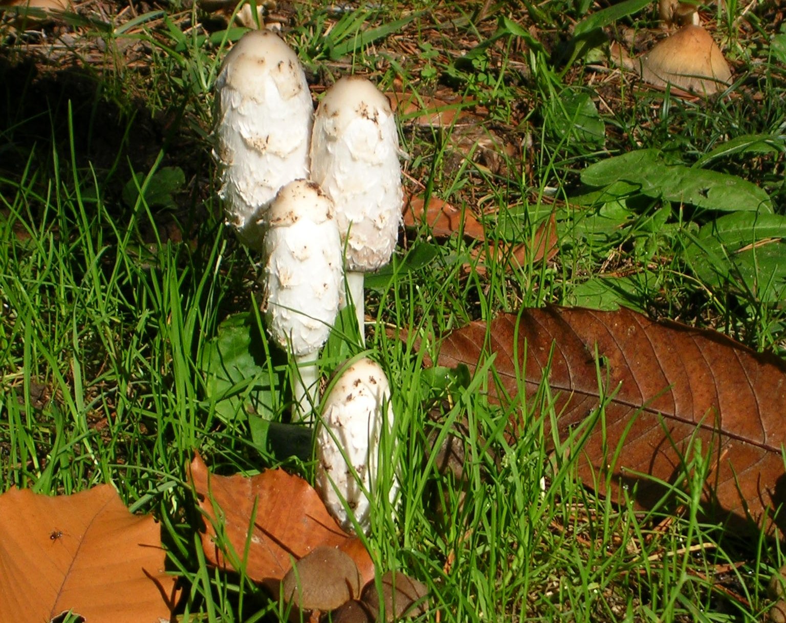 Fungo dell'inchiostro