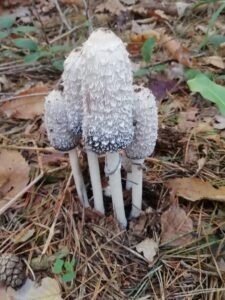 Fungo dell'inchiostro