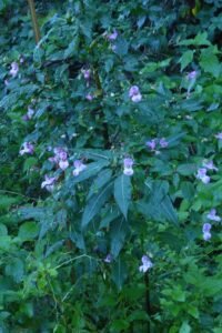 Balsamina ghiandolosa