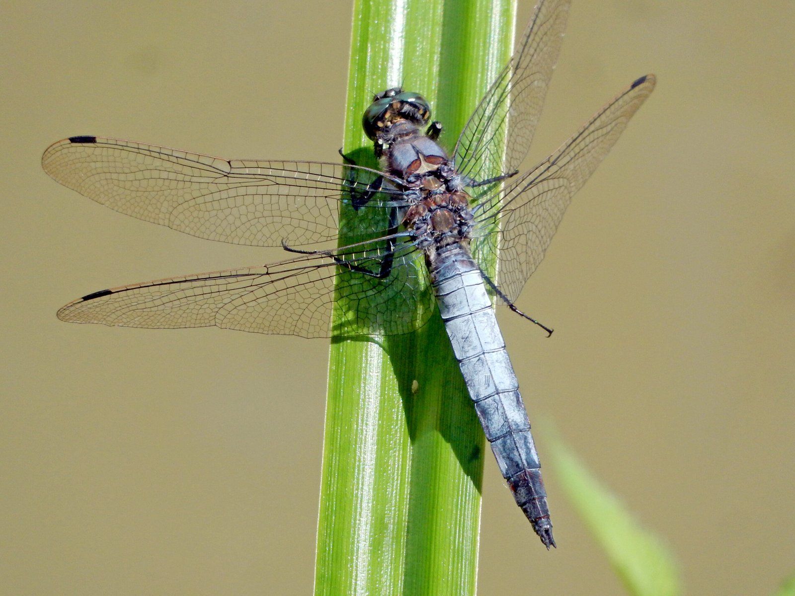 Frecciazzurra puntanera