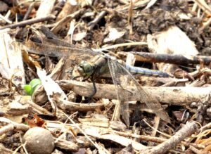 Frecciazzurra puntanera