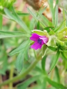 geranio a foglie sette