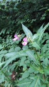 Balsamina ghiandolosa