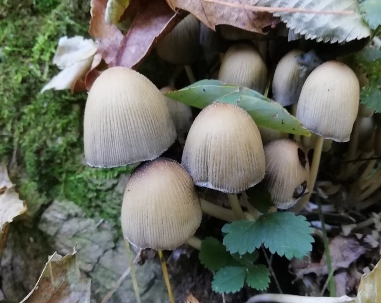 Coprinellus micaceus