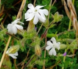 Silene bianca