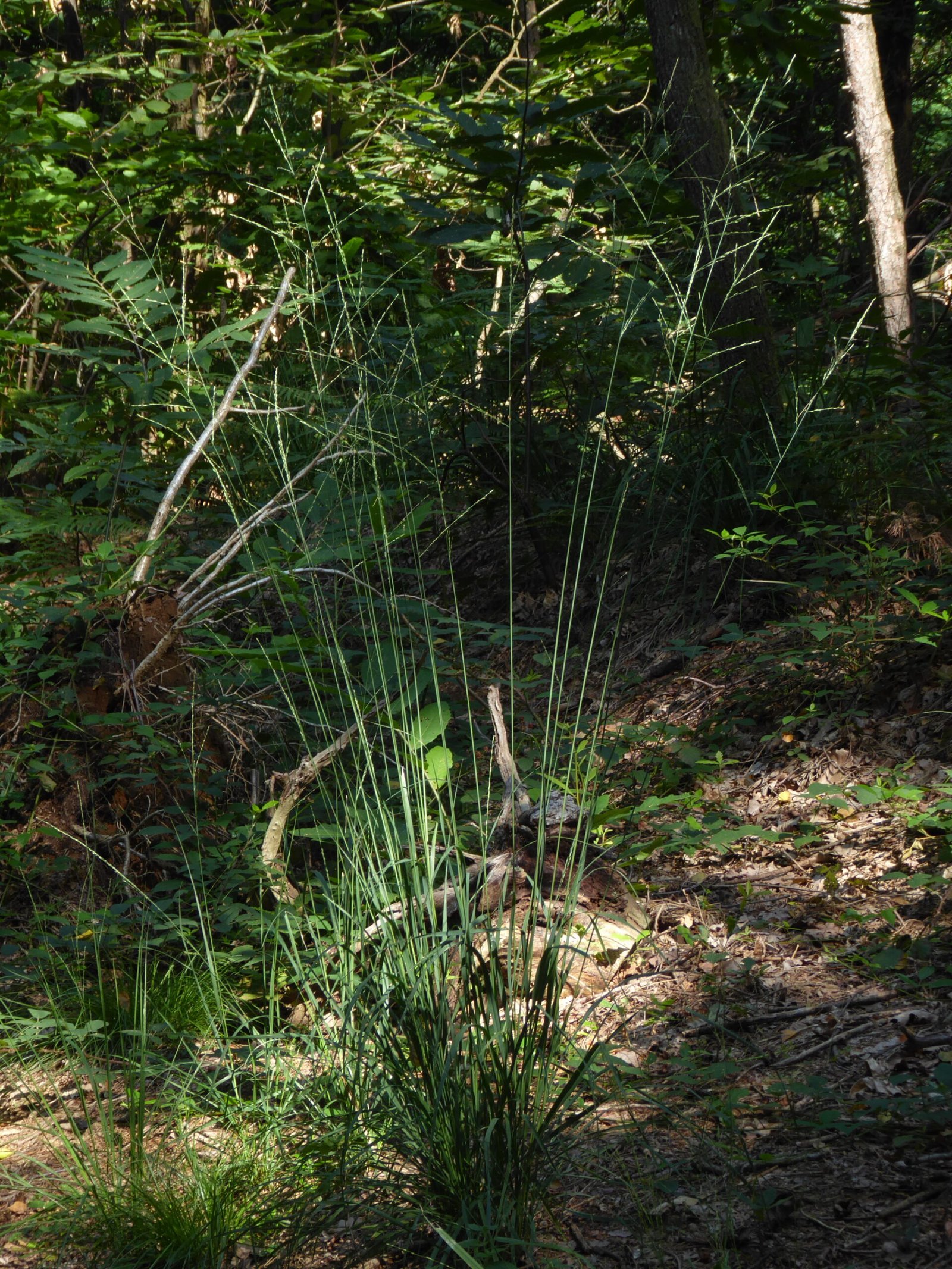 gramigna altissima, molinia,