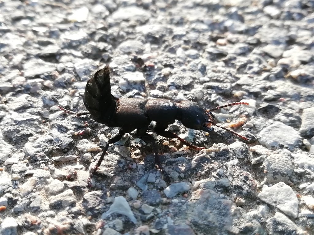 Cocchiere del diavolo