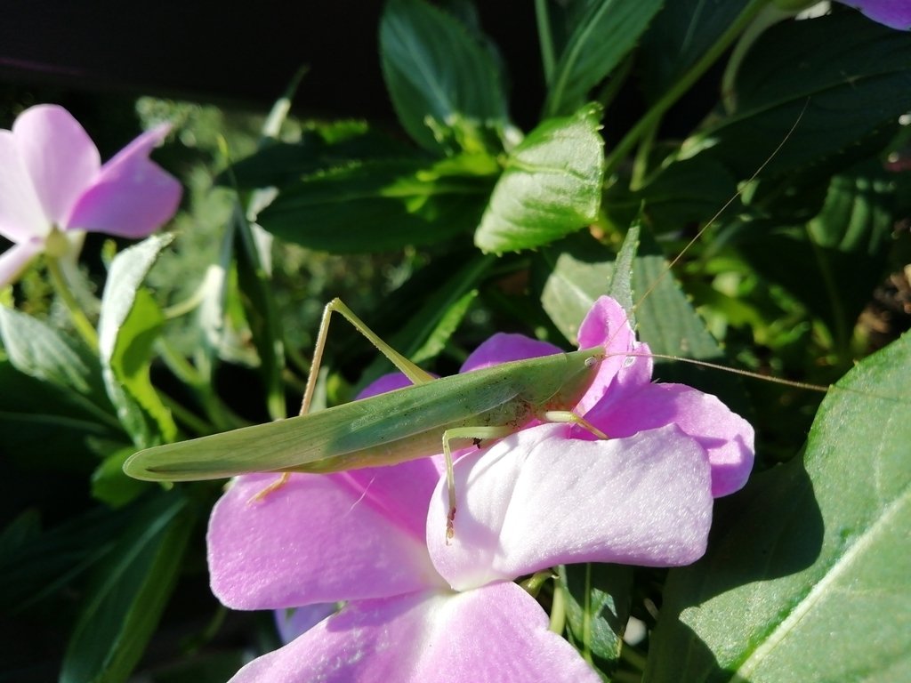 Cavallette dalle corna lunghe
