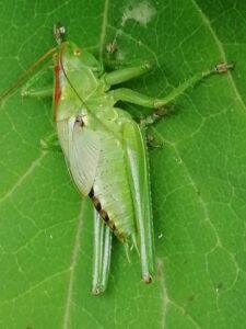 Cavallette dalle corna lunghe
