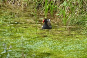Gallinella d'acqua