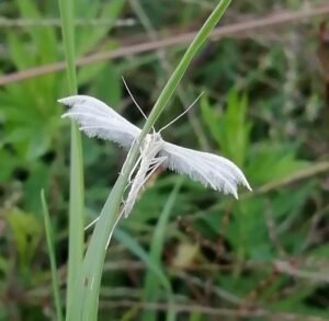 Pterophorus pentadactyla