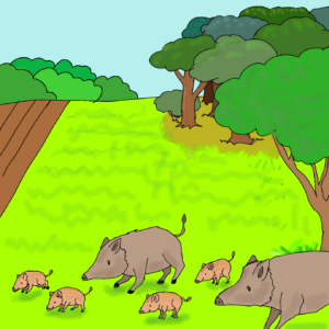 punti di vista: cinghiale