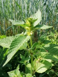 Canapetta comune - Galeopsis tetrahit