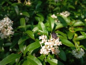 Infiorescenza ligustro