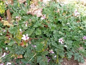 Cicutaria (Erodium cicutaria) pianta