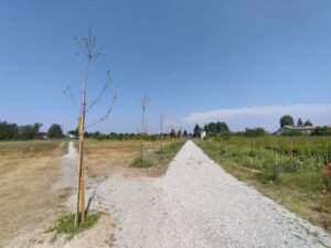 Il viale alberato realizzato a Cislago