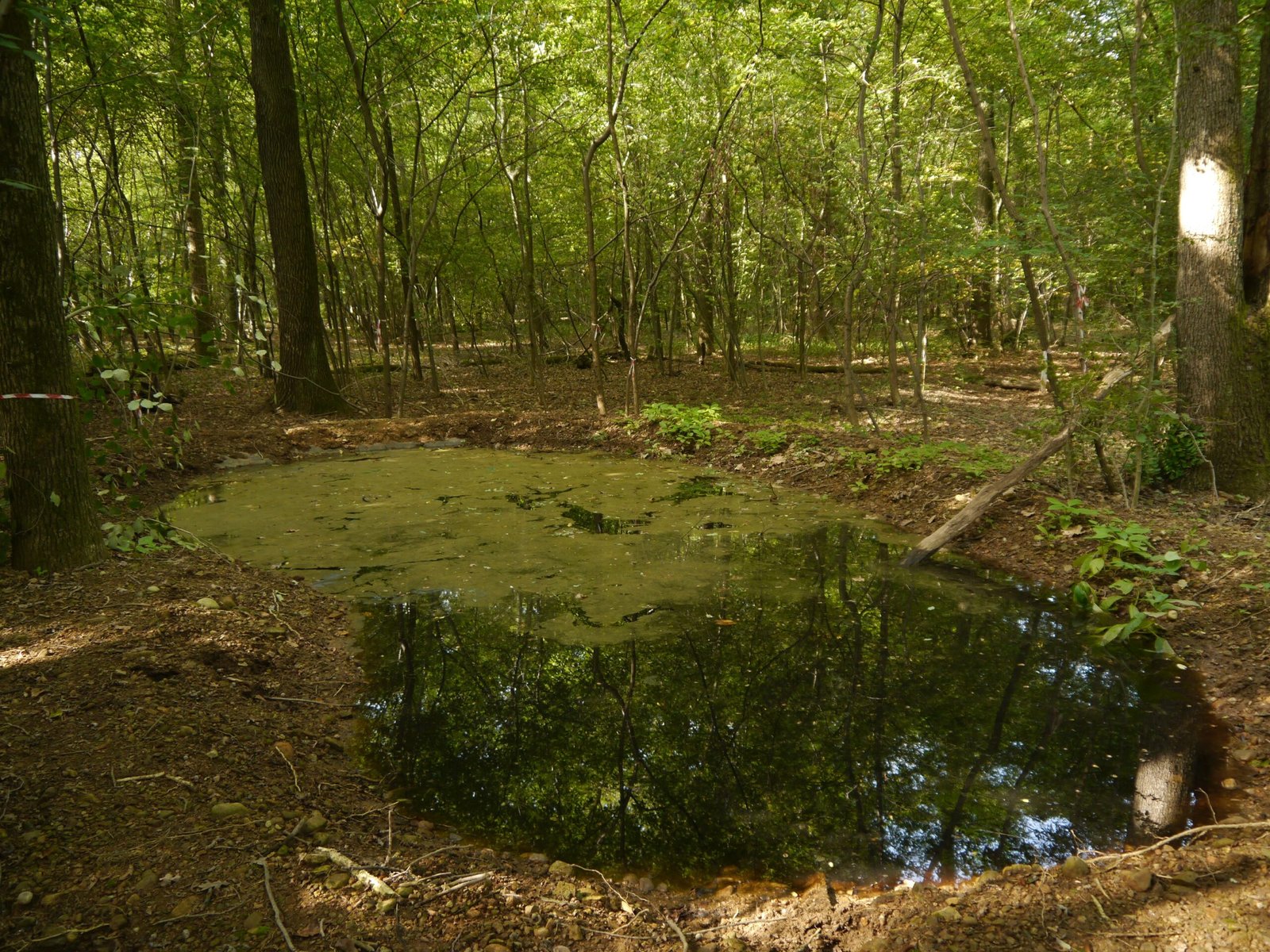 realizzazione di uno stagno