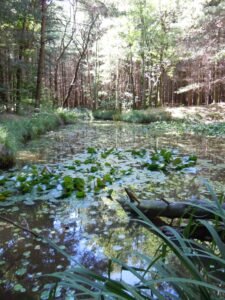 Stagno del Proverbio