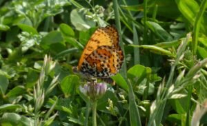Le ali inferiormente sono bianco-giallastre con 2 fascie arancioni e punti neri