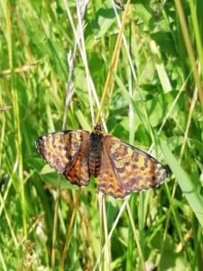 Alcune femmine hanno una colorazione più grigio bruna