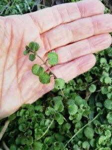 le foglie sono tondeggianti