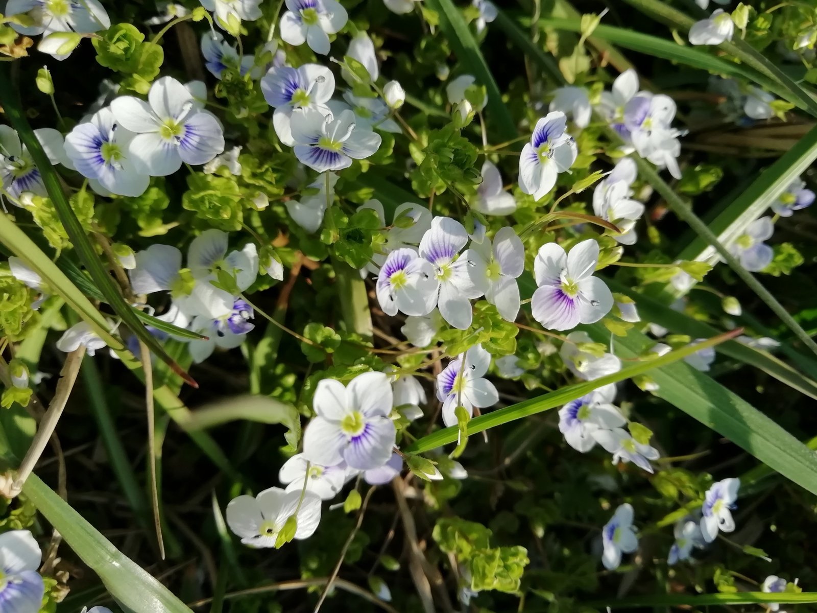 Veronica filiforme