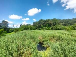 Fitodepuratore di Limido Comasco - zona umida artificiale