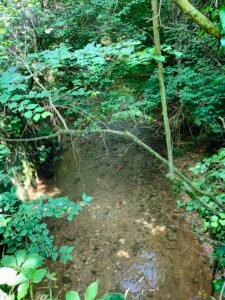 Fitodepuratore di Limido Comasco - torrente