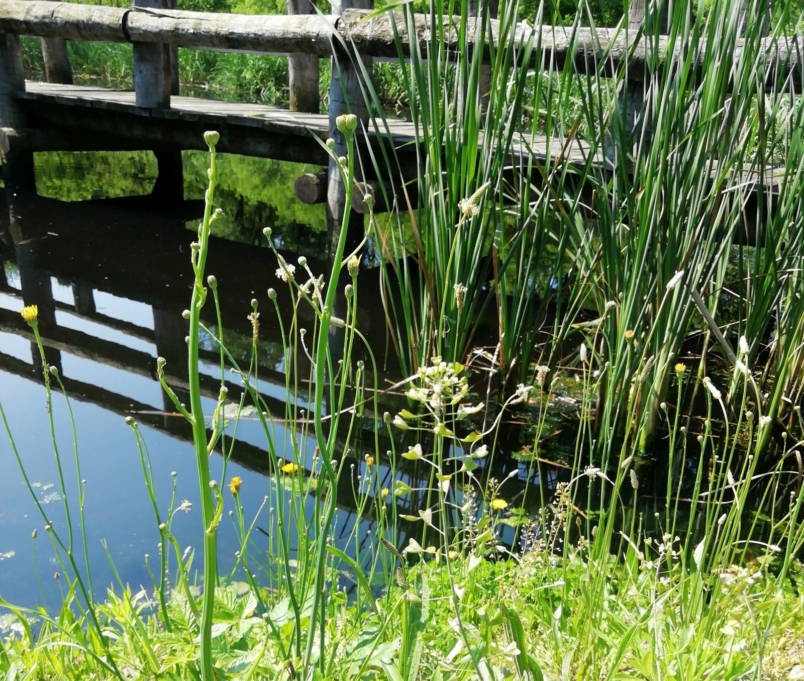 stagno di fitodepurazione